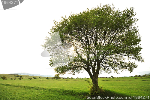 Image of lonely tree on meodow with isolated sky