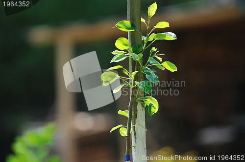 Image of new growth concept witn young tree