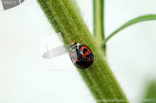 Image of Ladybird and stem