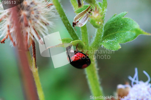 Image of Ladybird hiding under a small leaf