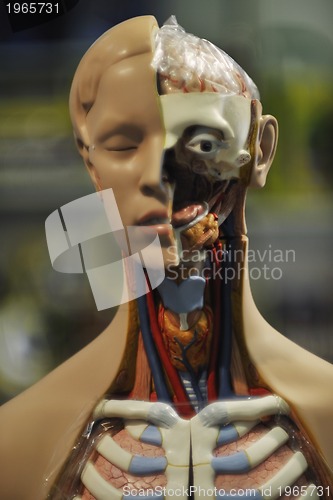 Image of human anatomy