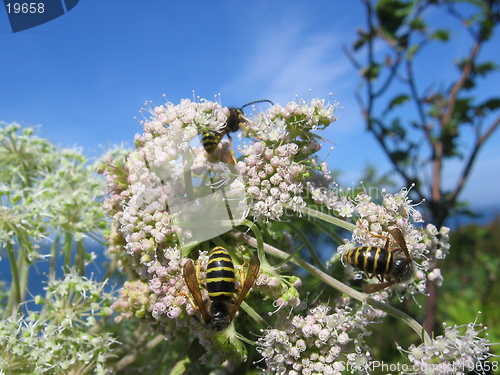 Image of Some bees on a plant