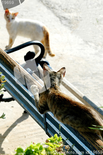 Image of two cats