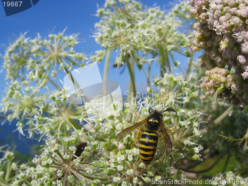 Image of Bee on a plant