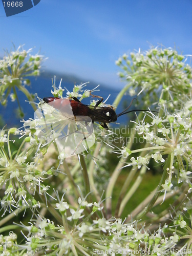 Image of Bug on a plant