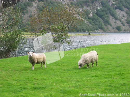 Image of Two sheeps on a field