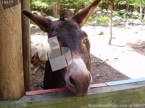 Image of Donkey