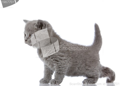 Image of little british shorthair kitten