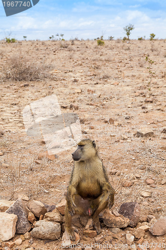 Image of Baboon in Kenya