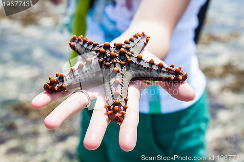 Image of Holding a starfish