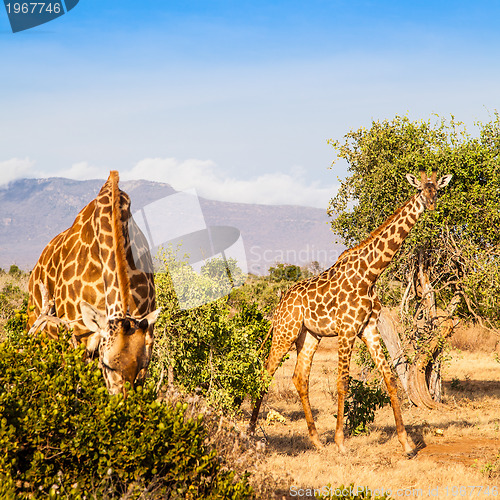 Image of Free Giraffe in Kenya