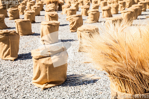 Image of Ripe Summer Wheat