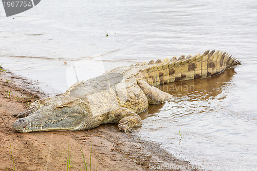 Image of Kenian crocodiles