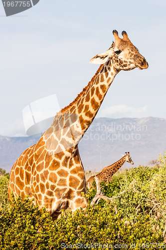 Image of Free Giraffe in Kenya