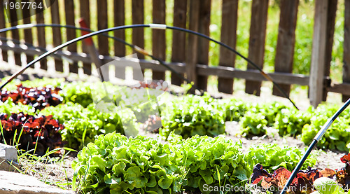 Image of Vegetable Garden