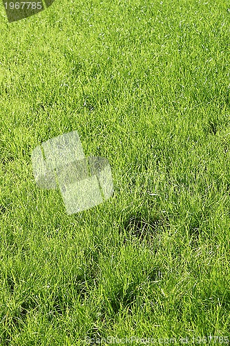 Image of Fresh green grass