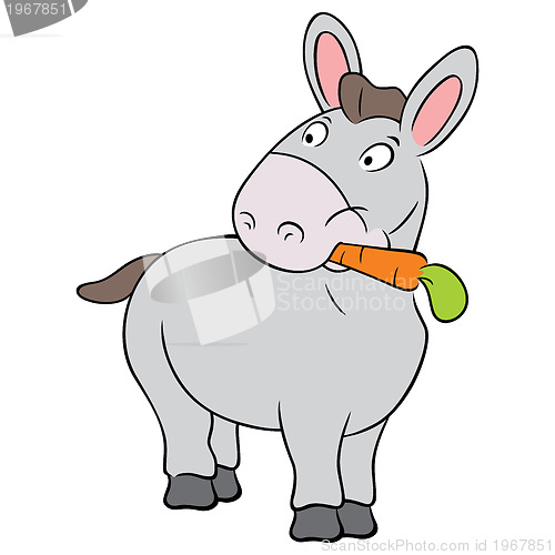 Image of Cute donkey