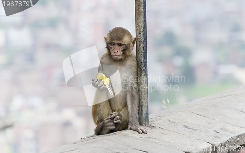 Image of monkey in nepal