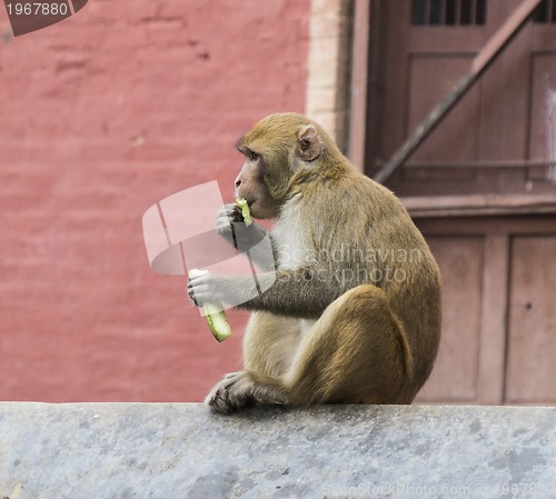 Image of monkey in nepal