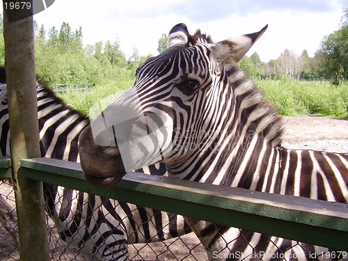 Image of Zebra