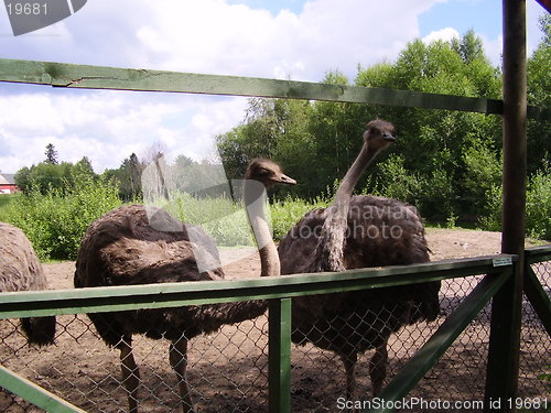 Image of Ostrich