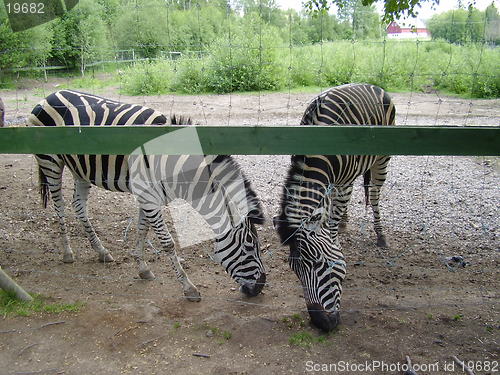 Image of Zebra