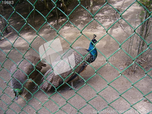 Image of Peacock