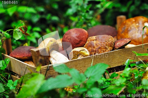 Image of fresh mushroom food outdoor in nature