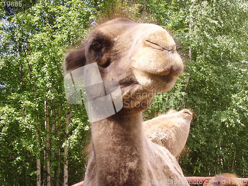 Image of Camel