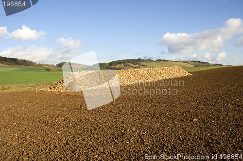 Image of Sugar beet heap