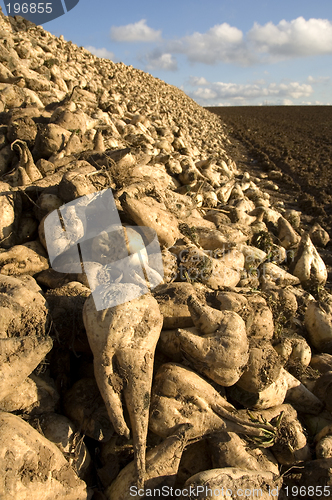 Image of Sugar beet heap