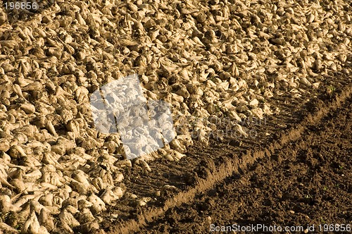 Image of Sugar beet heap