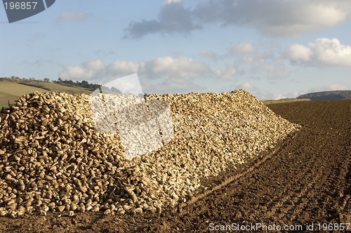 Image of Sugar beet heap