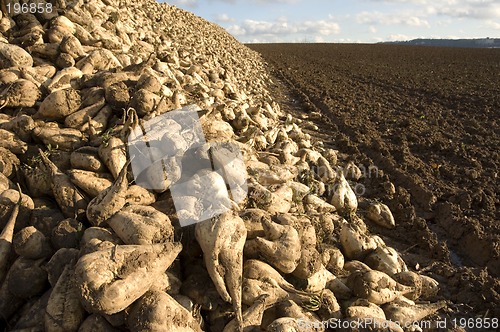 Image of Sugar beet heap