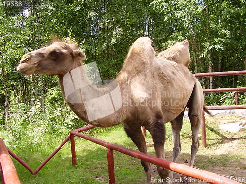 Image of Camel