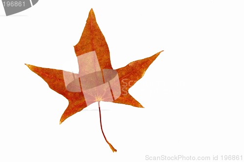 Image of Maple Leaf