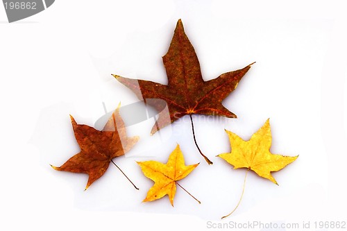 Image of Maple Leaves