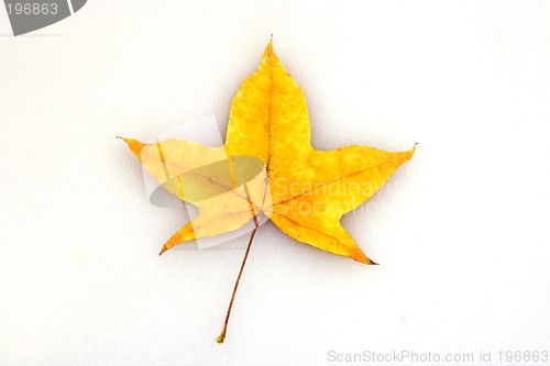 Image of Maple Leaf