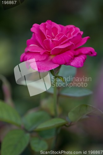 Image of Wild Rose