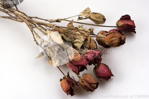 Image of Withered Red Rose