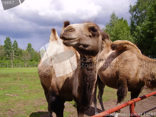 Image of Camel