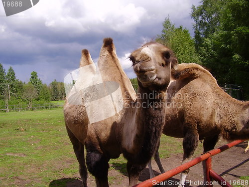 Image of Camel