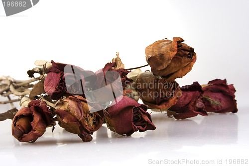 Image of Withered Red Rose