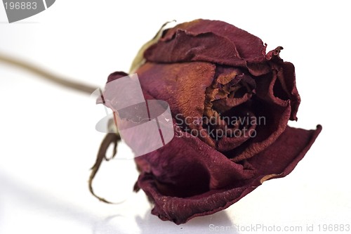 Image of Withered Red Rose