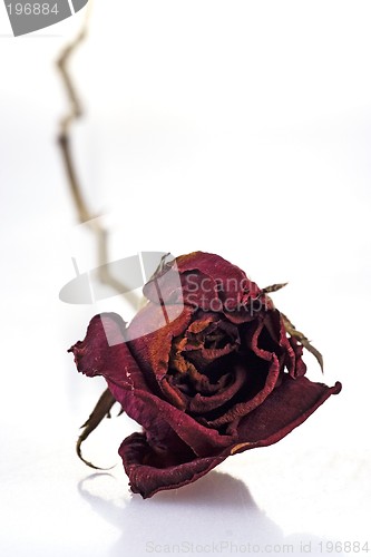 Image of Withered Red Rose