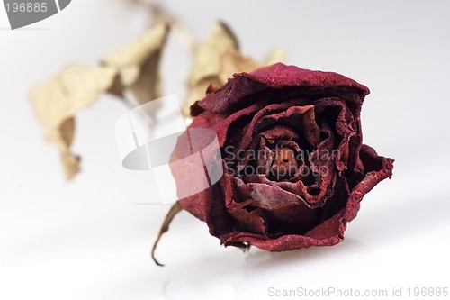 Image of Withered Red Rose