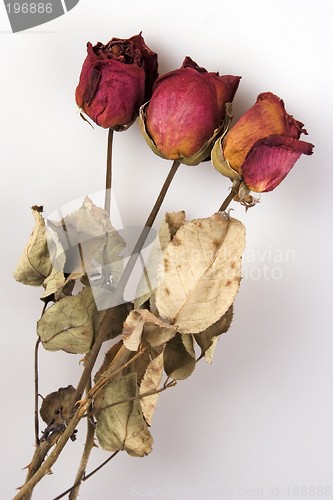 Image of Withered Red Rose