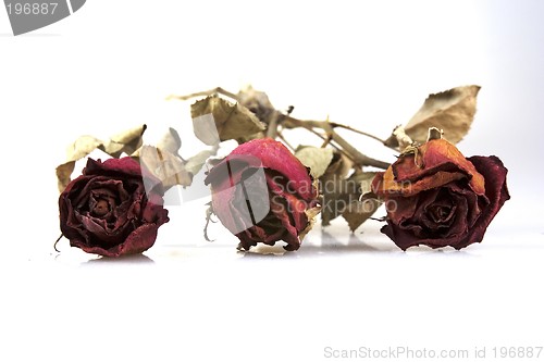 Image of Withered Red Rose