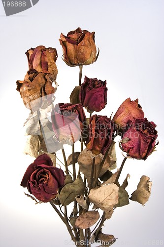 Image of Withered Red Rose