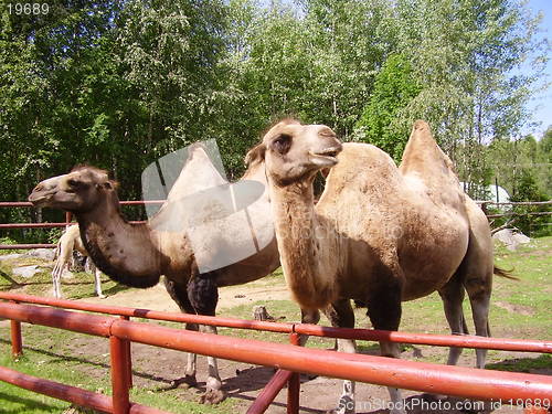 Image of Camel